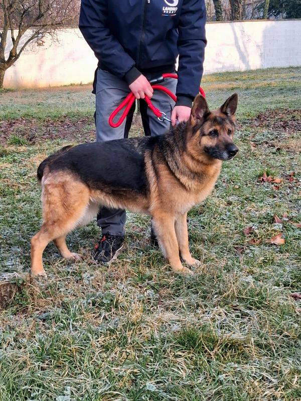 FEDE PASTORE TEDESCO Foto 4